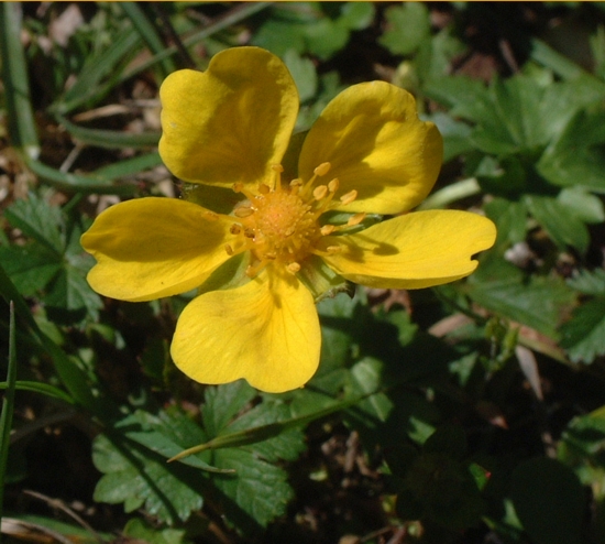 Ranuncolo? no, Potentilla sp.